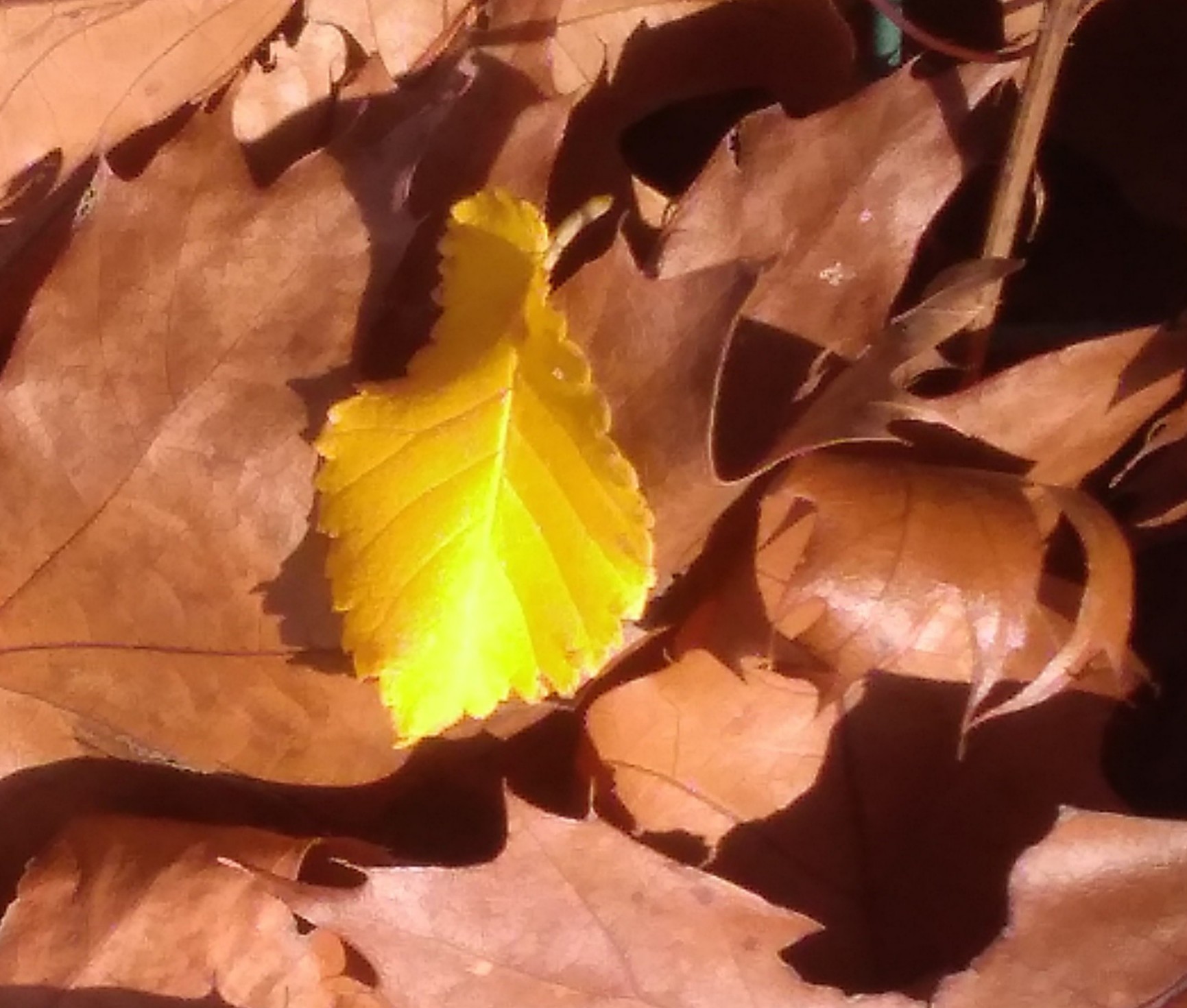 LABORATORIO DI SCRITTURA CREATIVA. AUTUNNO 2025